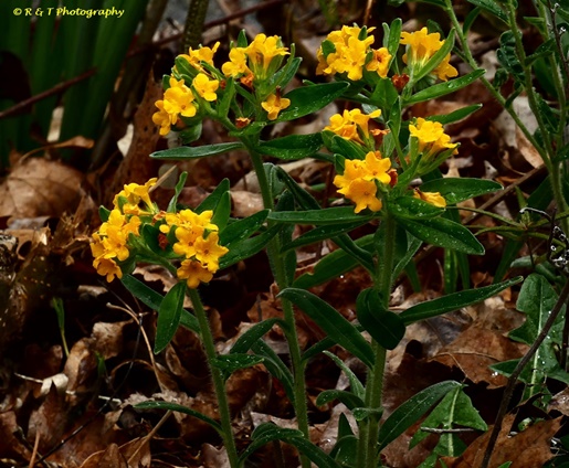 {Lithospermum canescens}
